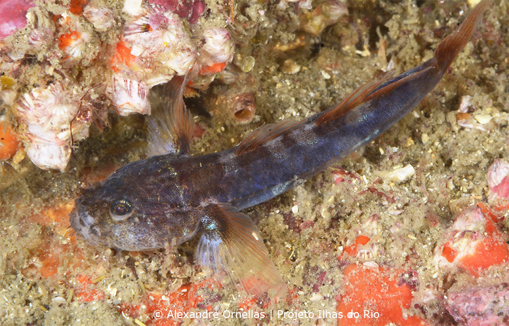 Bearded goby (Barbulifer ceuthoecus) — Gobiidae