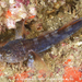 Bearded Goby - Photo (c) Alexandre Ornellas, some rights reserved (CC BY-NC), uploaded by Alexandre Ornellas