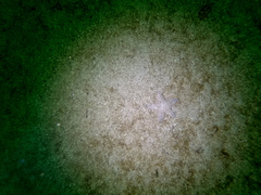 Astropecten irregularis image