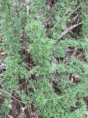 Eleutherococcus sieboldianus