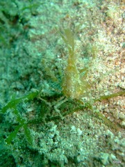 Achaeus japonicus