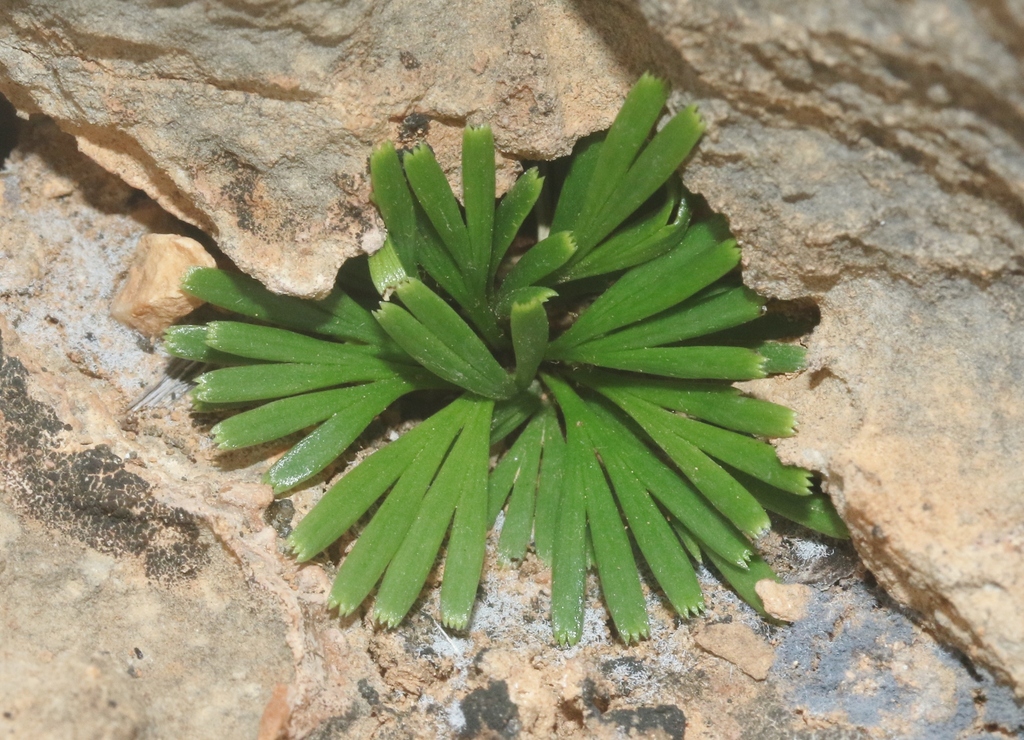 Actiniopteris semiflabellata