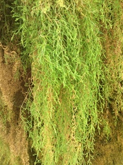 Selaginella oregana