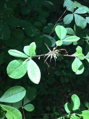Rhododendron atlanticum