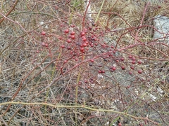 Rosa multiflora cathayensis