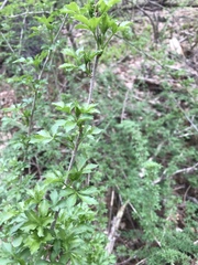 Eleutherococcus sieboldianus