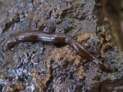 Haemopis sanguisuga