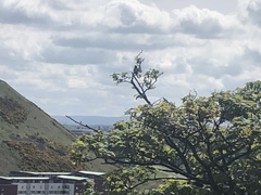 Corvus
