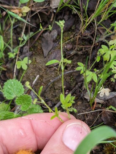 Image of Ranunculus hebecarpus by (c) Ken-ichi Ueda, some rights reserved (CC BY)