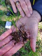 Melica subulata
