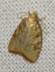 Aleimma loeflingiana