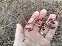 Rosa multiflora cathayensis