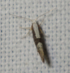 Argyresthia spinosella