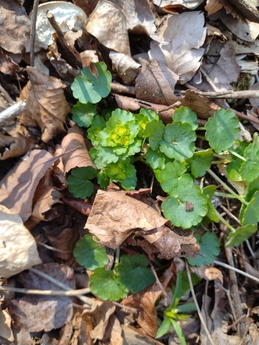 Chrysosplenium japonicum iNat (3)