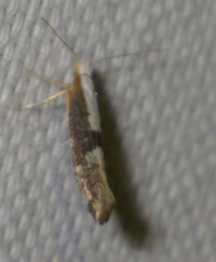 Argyresthia spinosella