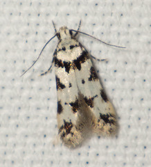 Pseudotelphusa scalella