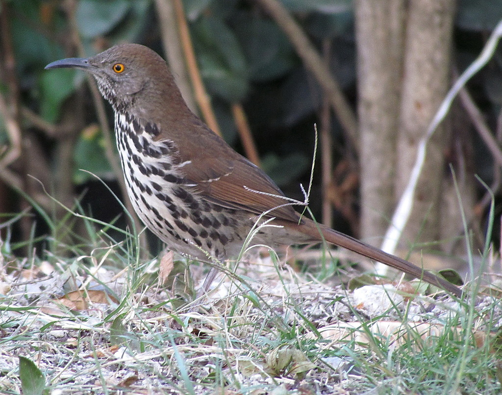 Long-billed Thrasher On January 1, 2009 At 03:19 PM By Sadot Edgardo ...