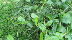 Muehlenbeckia tamnifolia