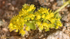 Lepidium flavum