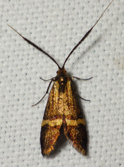 Nemophora degeerella