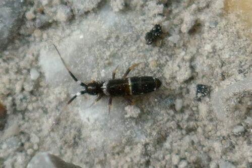 Orchesella cincta argyrotoxa