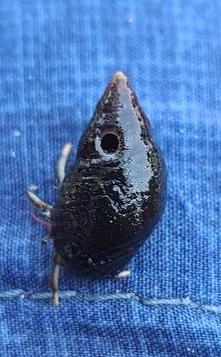 Planaxis nigritella, 2024-04-13