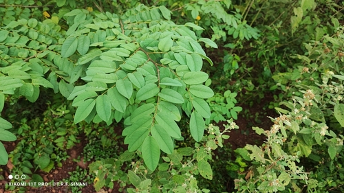 Amburana cearensis, photograph 3