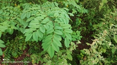 Amburana cearensis, photograph (c) Thomaz Ricardo Favreto Sinani, some rights reserved (CC BY)