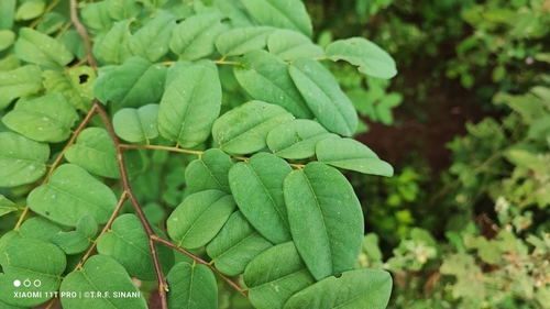 Amburana cearensis, photograph 4