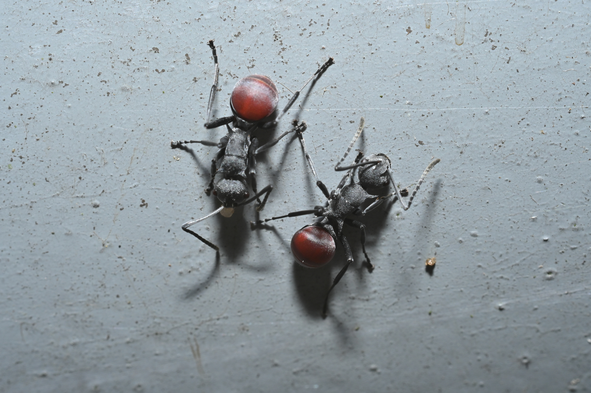 Polyrhachis jianghuaensis