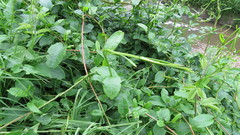 Muehlenbeckia tamnifolia