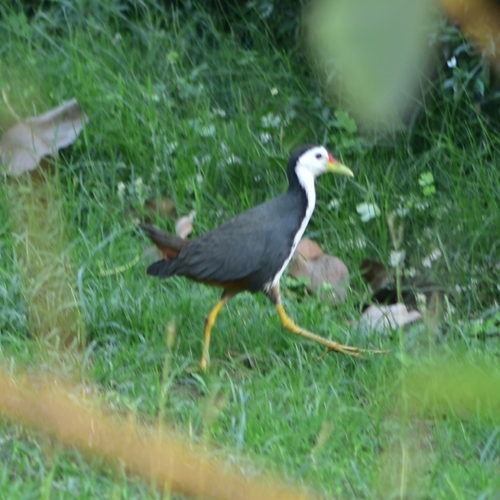 White-breasted Waterhen