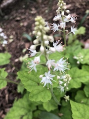 Tiarella stolonifera