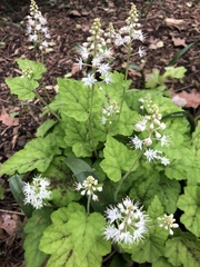 Tiarella stolonifera