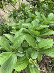 Viburnaceae