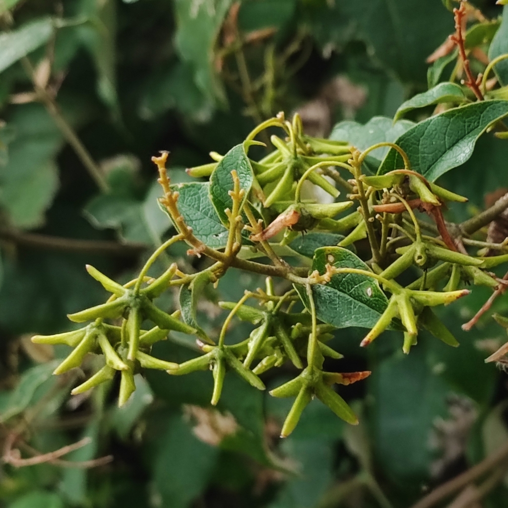 Thryallis parviflora