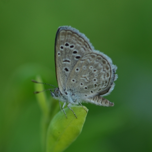 Pale Grass Blue