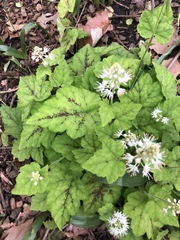 Tiarella stolonifera