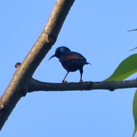 Purple Sunbird