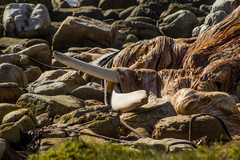 Megaptera novaeangliae australis