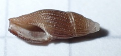 Image of Thelecythara floridana