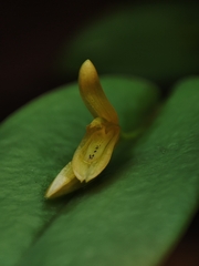 Acianthera luteola, photograph (c) Johann Macedo, some rights reserved (CC BY)