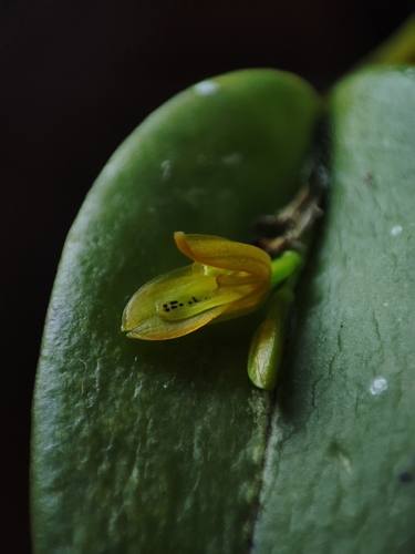 Acianthera luteola, photograph 5