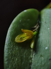 Acianthera luteola, photograph (c) Johann Macedo, some rights reserved (CC BY)