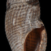 Thelecythara floridana - Photo (c) 

Fallon P.，保留部份權利CC BY