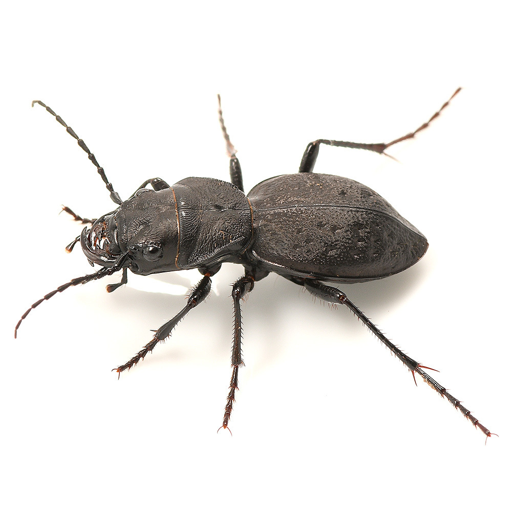 Greater Night-stalking Tiger Beetle