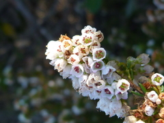 Erica subdivaricata