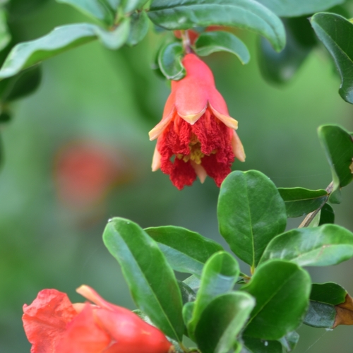 pomegranate
