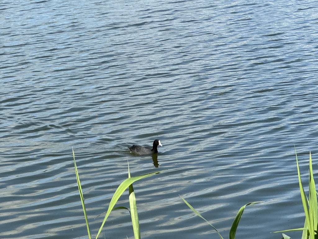 Eurasian Coot from Lake Apex Park, Gatton, QLD, AU on April 14, 2024 at ...