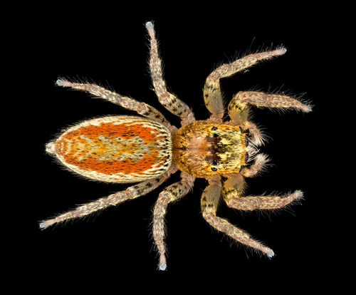 Dimorphic Jumping Spider, photo 4 of 10